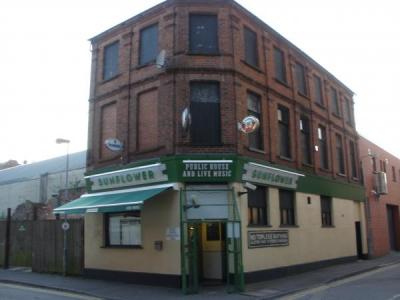 Sunflower - Belfast