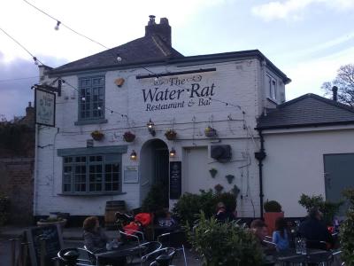 Water Rat - Ripon
