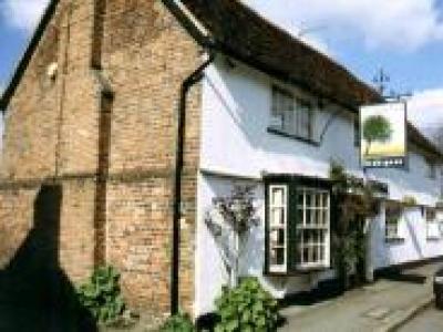 Hollybush