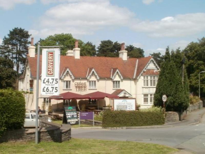 Cedar Tree, Pwll y Pant