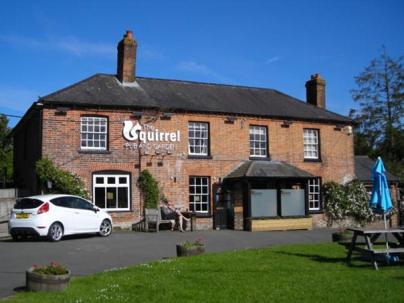 Squirrel, Penn Street •