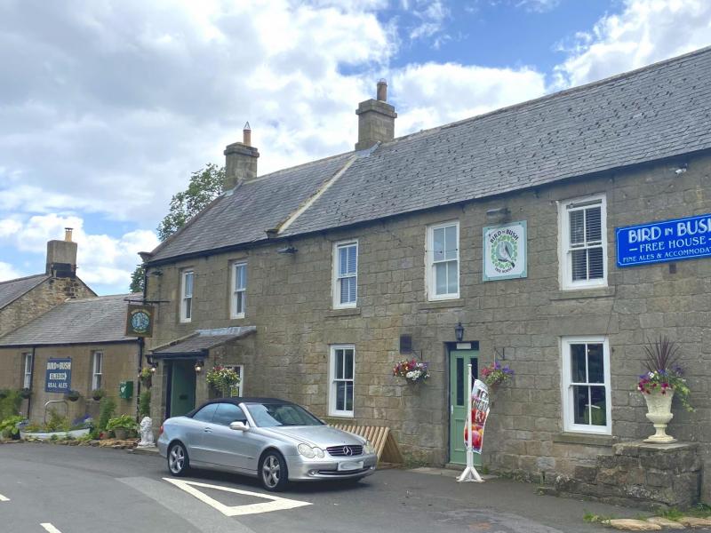 Bird in Bush, Elsdon